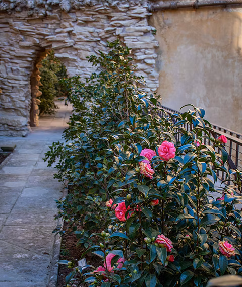 Il Giardino delle Camelie Il Giardino delle Camelie