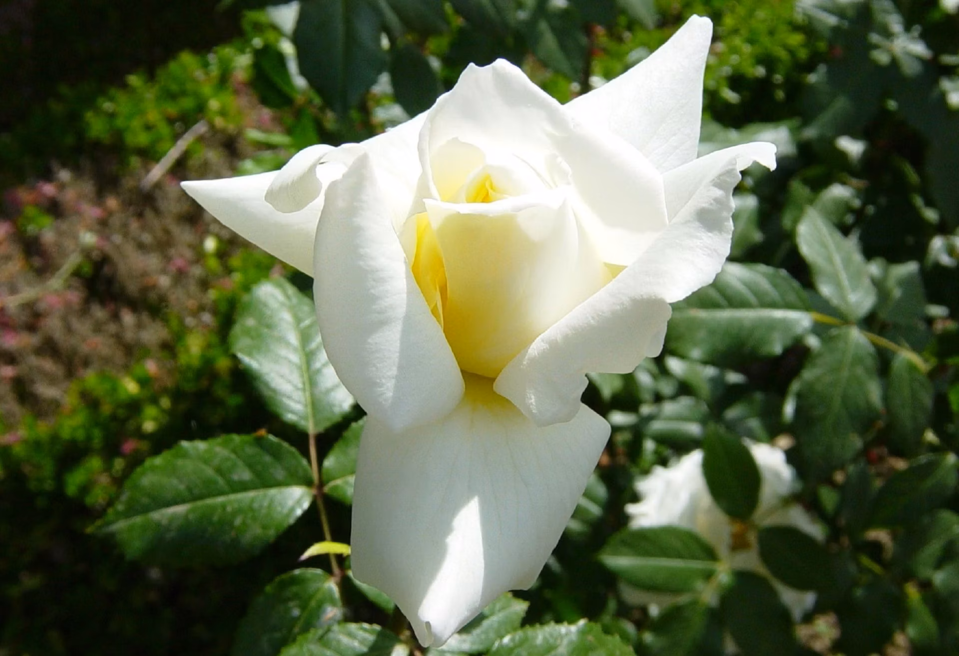 Rosa Fiocco Bianco