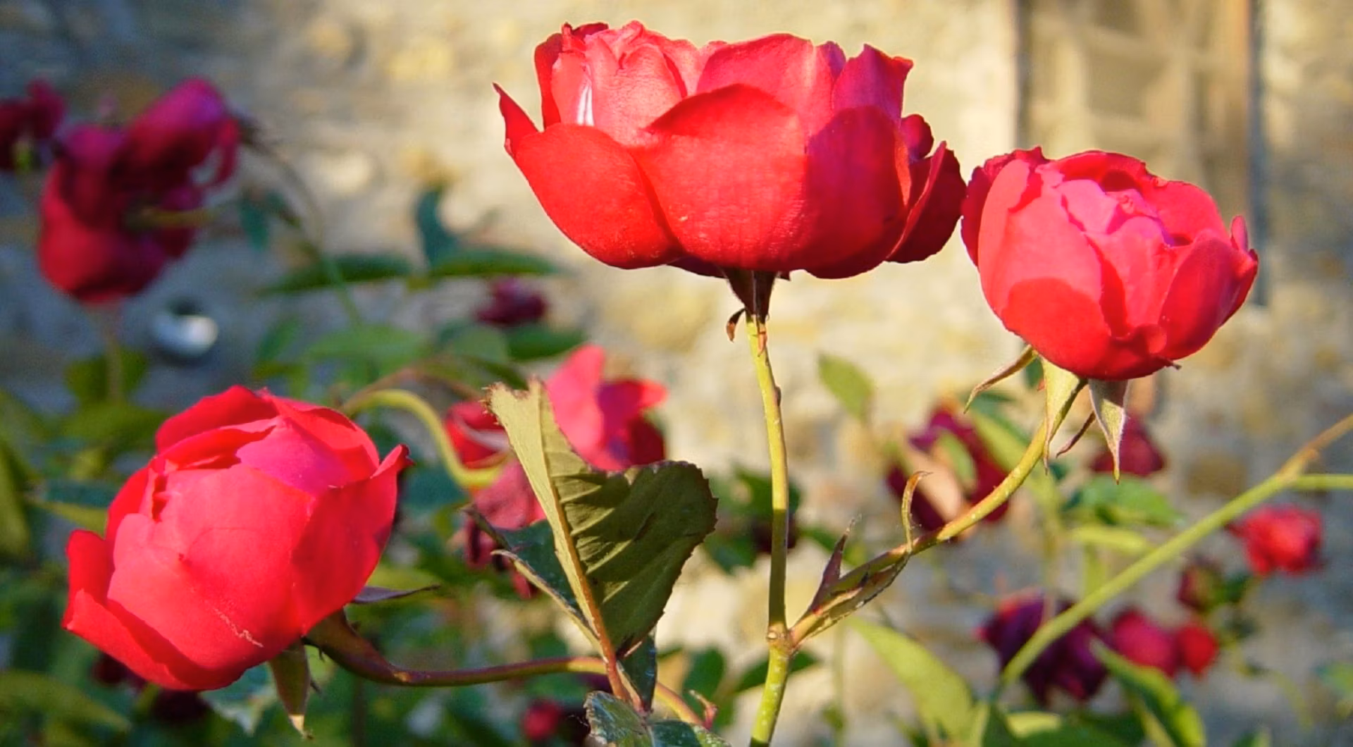 Rosa Slater’s Crimson China