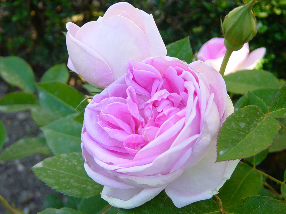 Rosa Blarii n°2