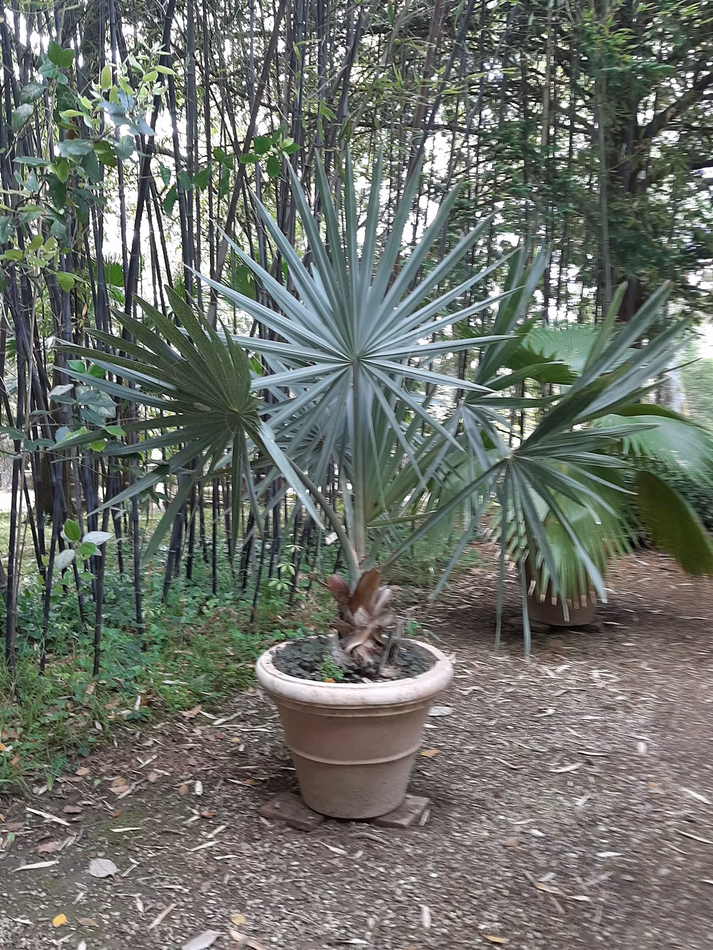 Palm - Bismarckia nobilis