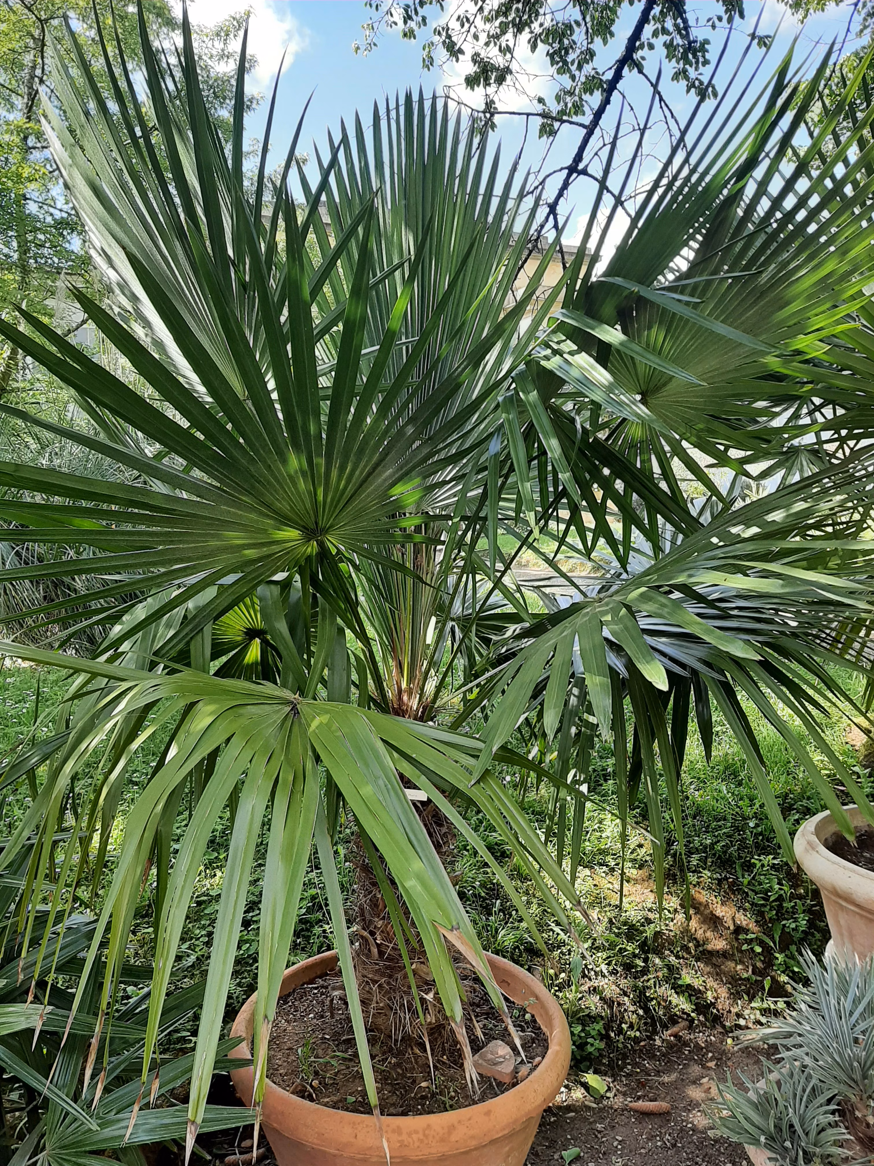Palma - Thrinax parviflora