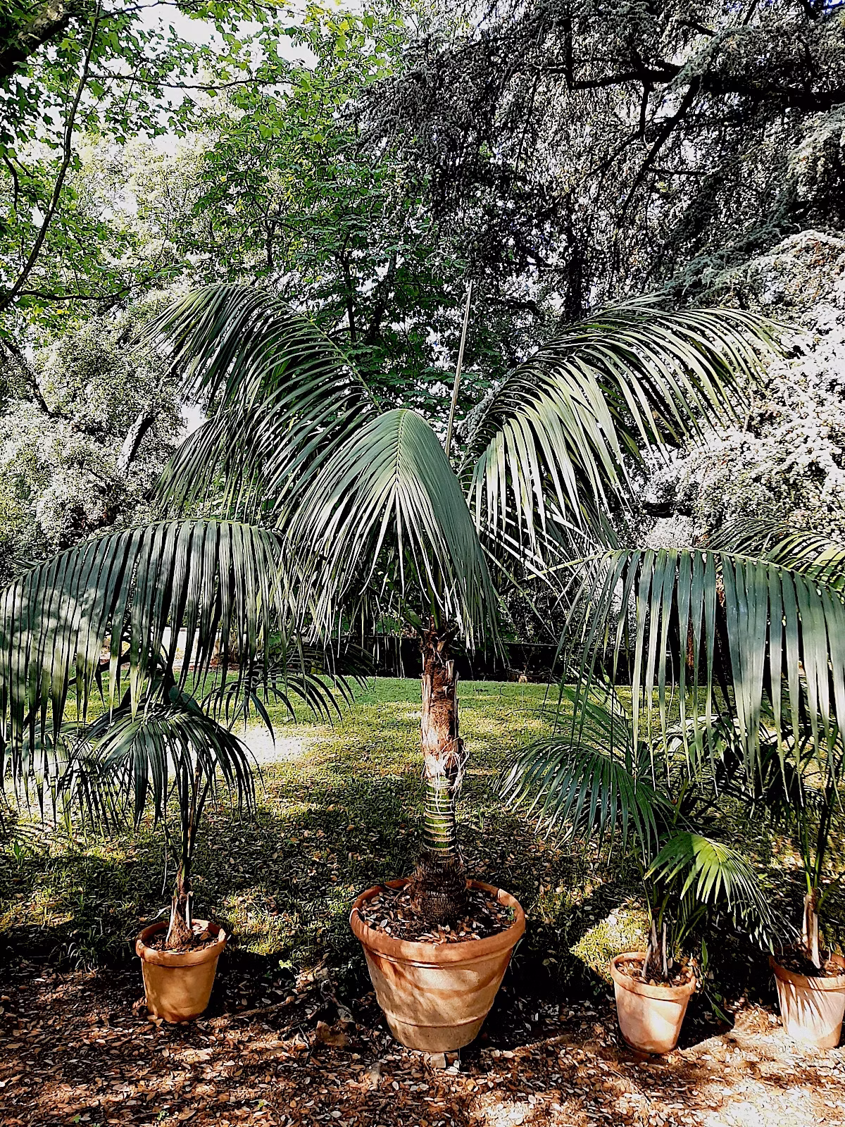 Palma - Howea forsteriana (Kentia)