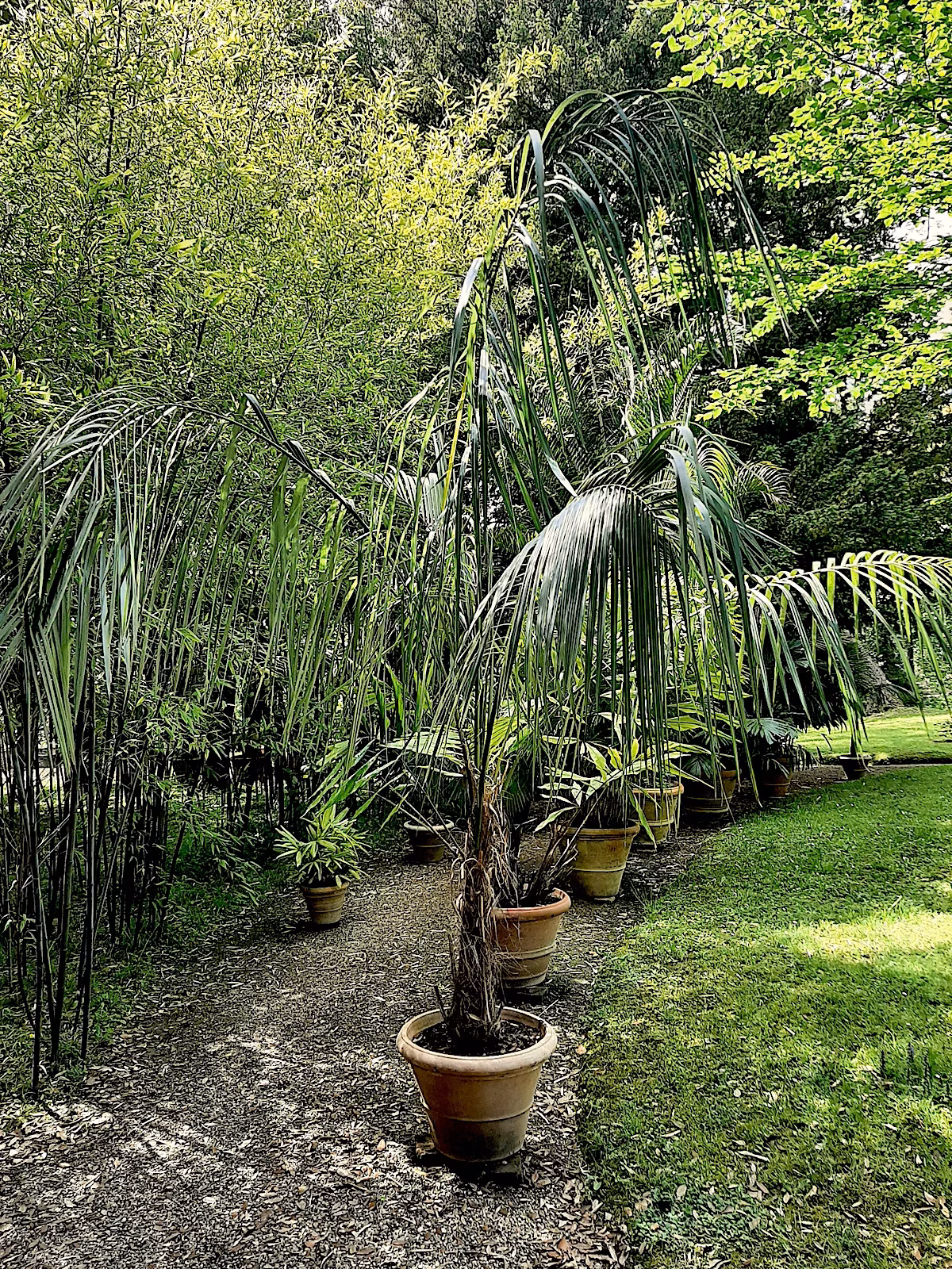 Palma - Parajubaea torallyi