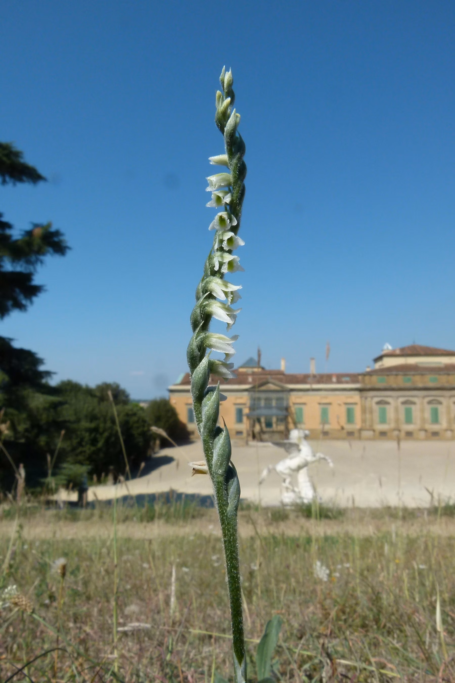 Spiranthes spiralis