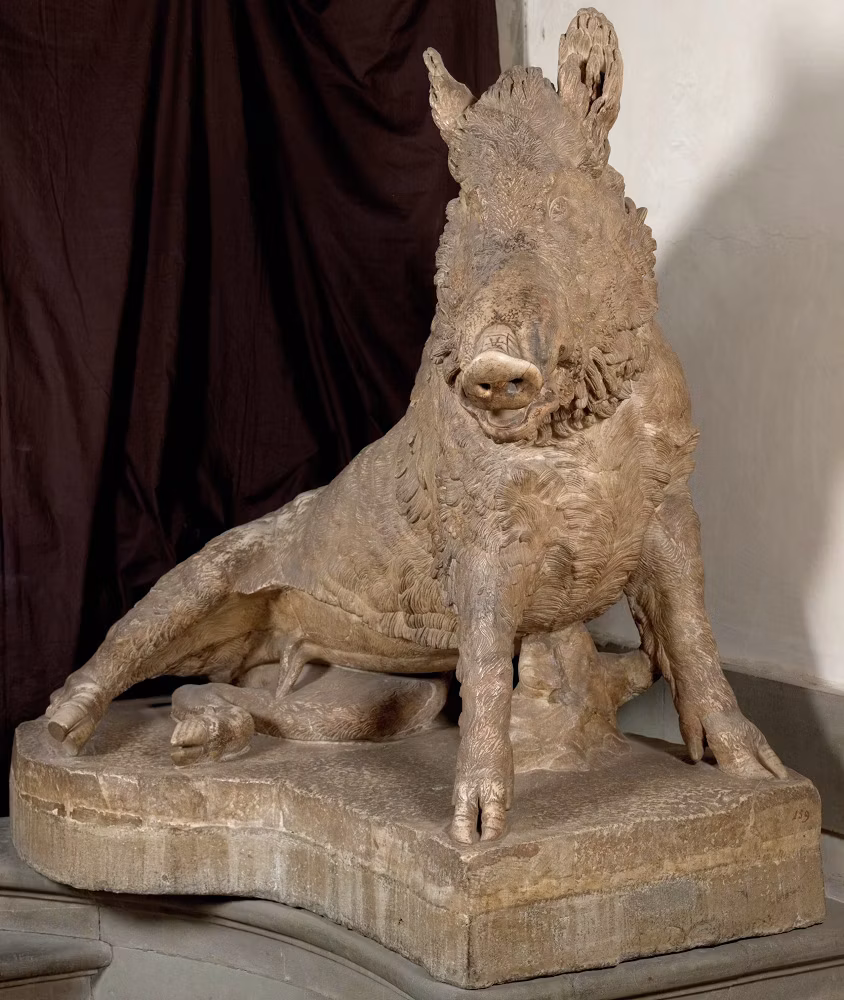 Cinghiale