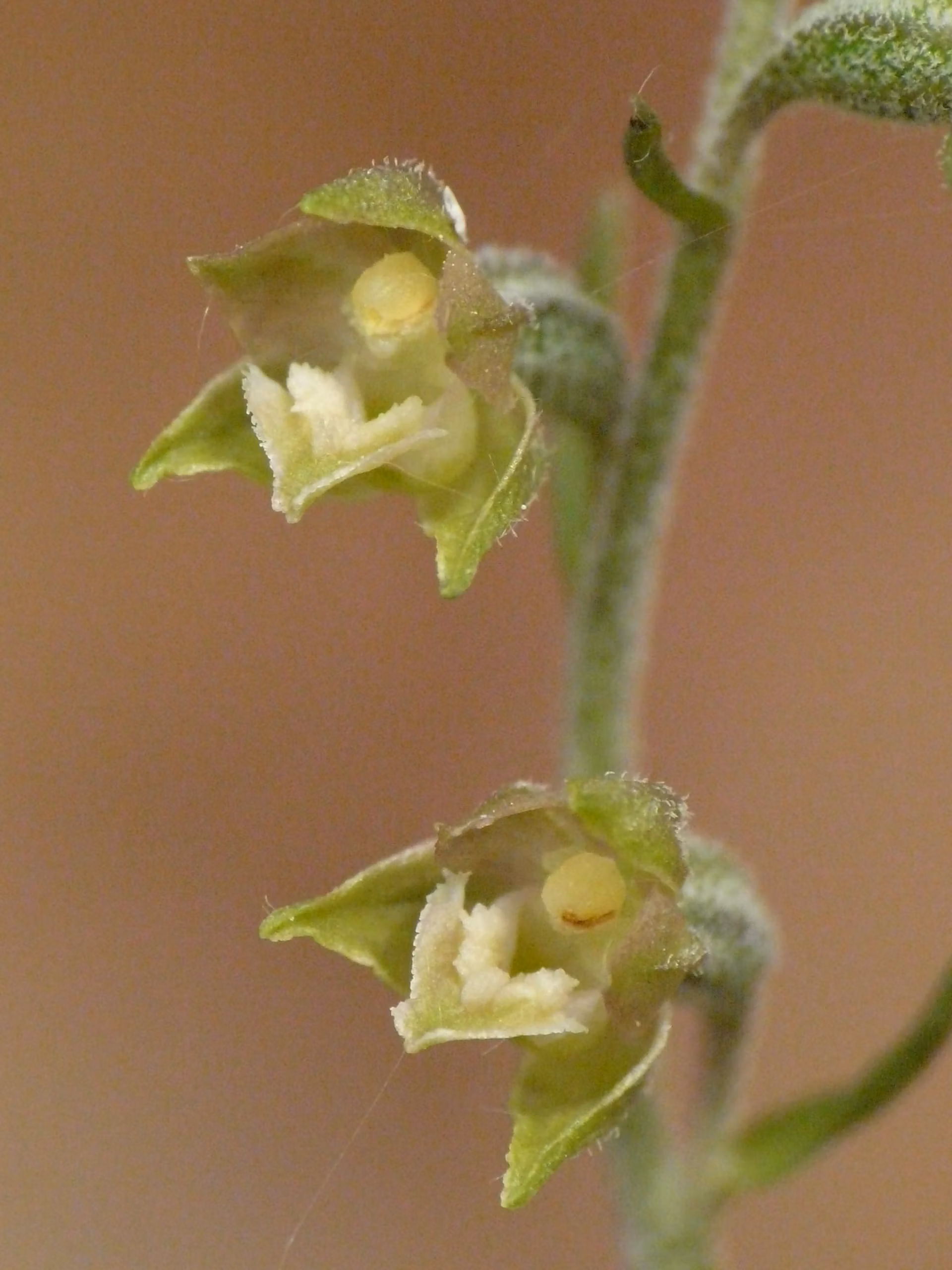 Epipactis microphylla