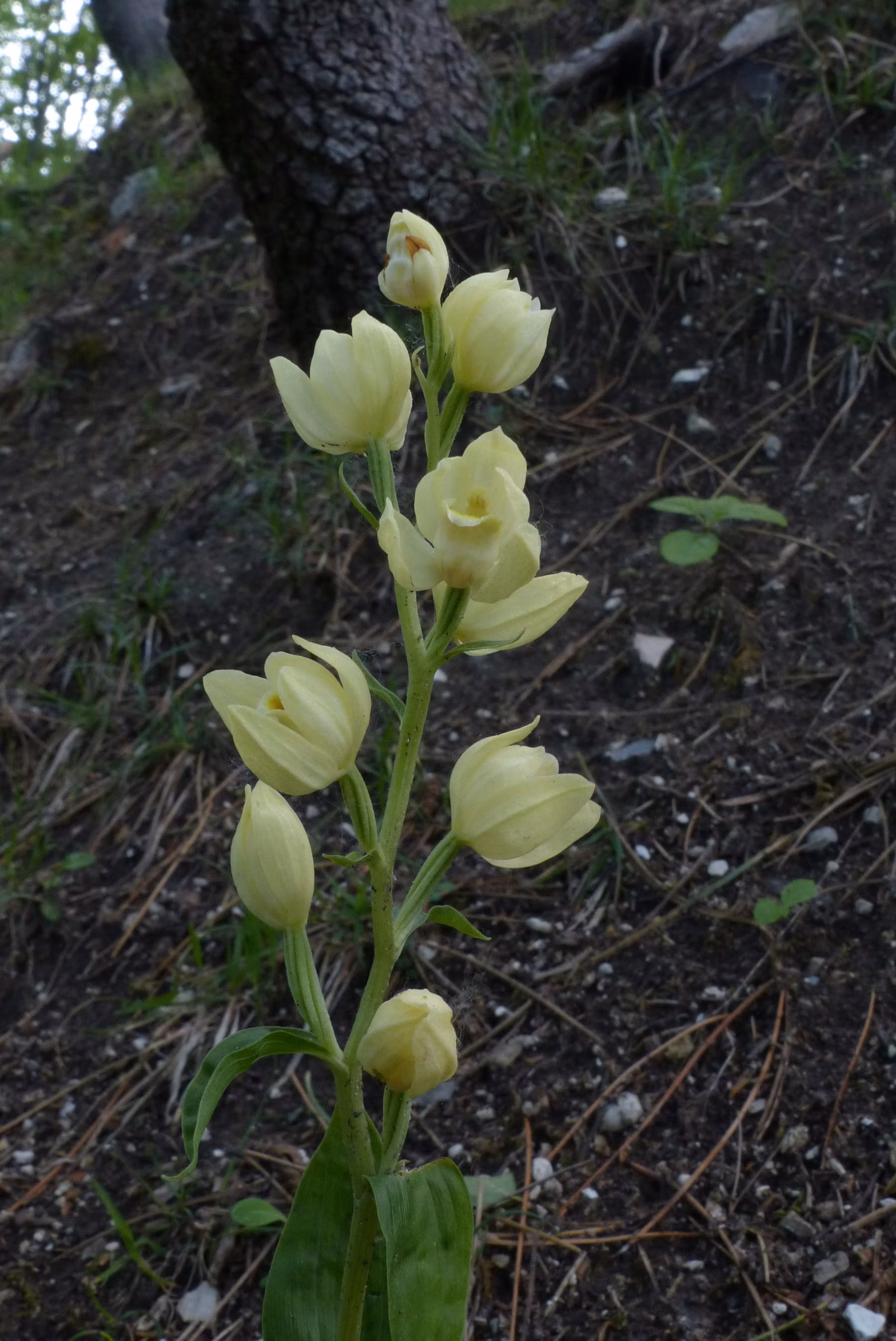 Cephalantera damasonium- Photo by Rolando Romolini